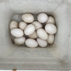 健康なガチョウの卵40個。食用です。