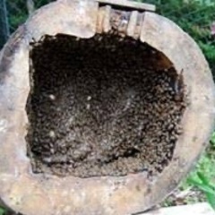 日本蜜蜂生体