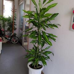 ドラセナ　150センチ　大型観葉植物