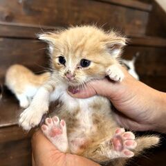 のんびとした甘えん坊の男の子「到」くん