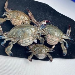 今が旬！ワタリガニ！受付再スタート!!