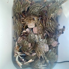 今が旬！ワタリガニ！受付再スタート!!