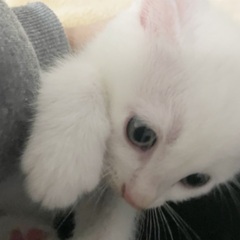 真っ白3ヶ月の子猫