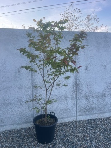 ナツハゼ 植木 庭木 シンボルツリー