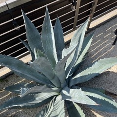 大株 アメリカーナ