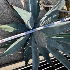 大株 アメリカーナ