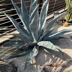 大株 アメリカーナ