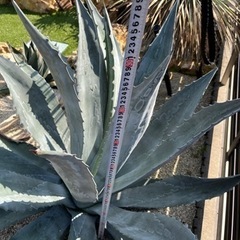 大株 アメリカーナ