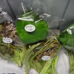 新鮮野菜50円サニーレタスを追加品出ししました。