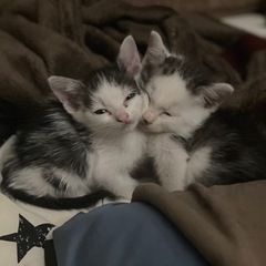 （里親募集）生後1ヶ月ほどの子猫2匹