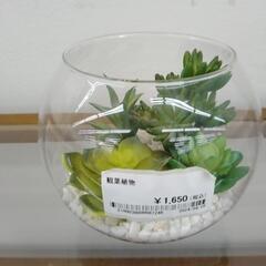 観葉植物　TJ5471