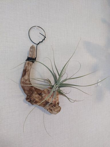 観葉植物 おまとめ3点セット「流木付け2点＆鉢植えハンギング1点」