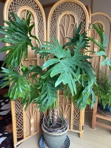 大型観葉植物 セローム 幹上がり 2本