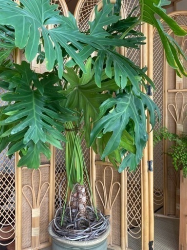 大型観葉植物 セローム 幹上がり 2本 大型観葉植物 セローム 幹上がり 2本