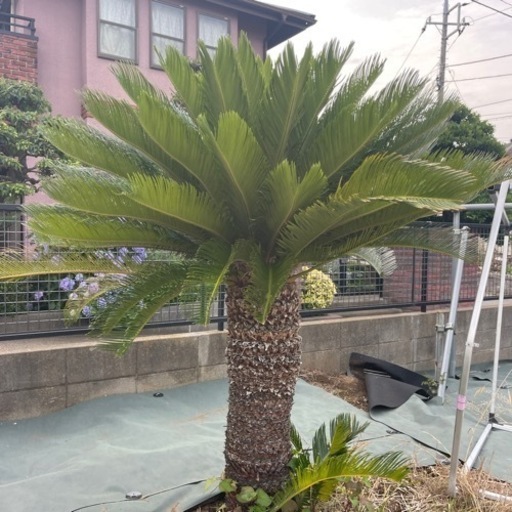 生活雑貨 洗濯用品 物干し竿、ロープ