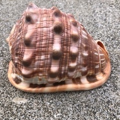 貝殻トウカムリ貝