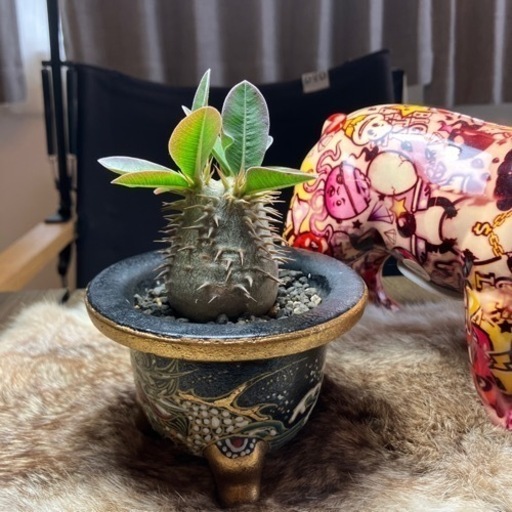 パキポディウム恵比寿大黒 鉢のままお渡しします パキポディウム