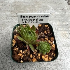 センペルビウム　トレイシースー　１　多肉植物