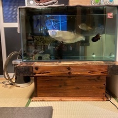 受け付け終了／最終値下げ！90cm水槽セット 生体➆他おまけ