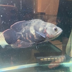 受け付け終了／最終値下げ！90cm水槽セット 生体➆他おまけ