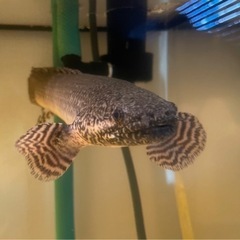 ポリプテルス・オルナティピンニス