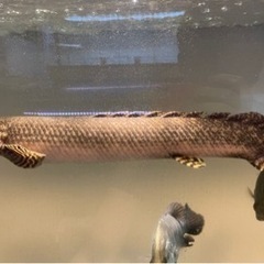 ポリプテルス・オルナティピンニス