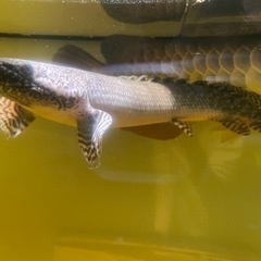 ポリプテルス・オルナティピンニス