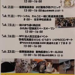 6月23日福山で保護猫の譲渡会