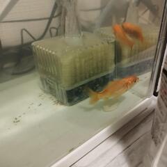 金魚(小赤)一匹、もしくは二匹