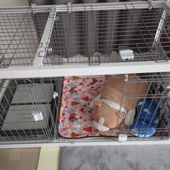 ペティオ　ドッグルームサークル