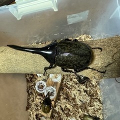 ヘラクレスオオカブト　ペア