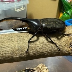 ヘラクレスオオカブト　ペア