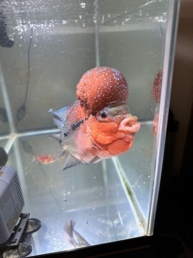 25cmフラワーホーン　熱帯魚