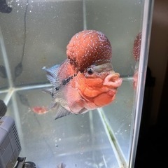 25cmフラワーホーン　熱帯魚