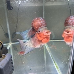25cmフラワーホーン　熱帯魚
