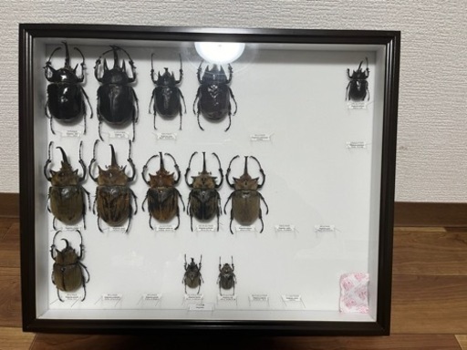 標本  ゾウカブト メガソマ属