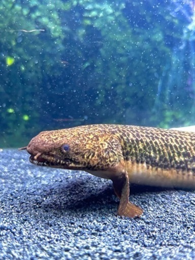 熱帯魚 ポリプテルス トゥジェルシー