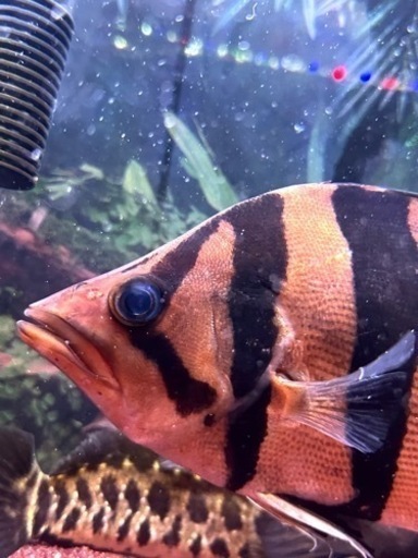 熱帯魚 ダトニオ リアルバンド
