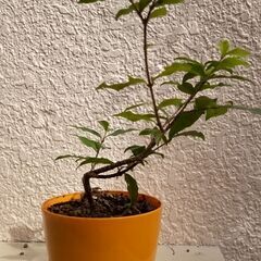 盆栽素材ヒメアセローラ