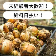 【日払い】愛媛県松山市府中で玉ねぎ収穫作業のお仕事！【単発/短期求人】