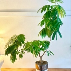 100cm大！幹太！二股枝美型！曲げエバーフレッシュ！ダルトンの鉢付き！人気の観葉植物