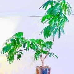 100cm大！幹太！二股枝美型！曲げエバーフレッシュ！ダルトンの鉢付き！人気の観葉植物