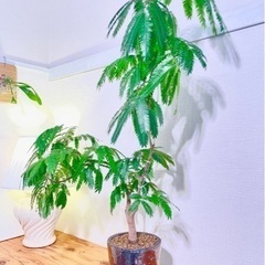 100cm大！幹太！二股枝美型！曲げエバーフレッシュ！ダルトンの鉢付き！人気の観葉植物