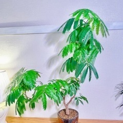 100cm大！幹太！二股枝美型！曲げエバーフレッシュ！ダルトンの鉢付き！人気の観葉植物