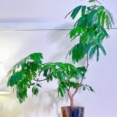 100cm大！幹太！二股枝美型！曲げエバーフレッシュ！ダルトンの鉢付き！人気の観葉植物