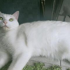 白♀2歳　小柄な美猫さんです