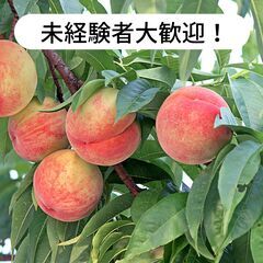 愛媛県松山市高野町で桃の収穫等のお仕事！【単発/短期求人】