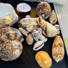 昔の貝殻