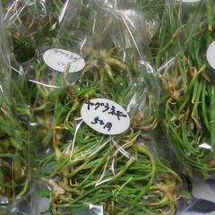 6月8日の新鮮野菜50円均一コーナーの品出し予定です。