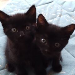 黒猫の里親を探しています。オス、メス1匹ずつ。生後3ヶ月（4匹中...